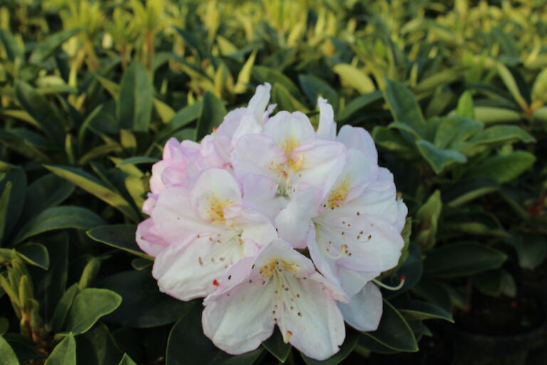 Rhododendron Gomer Waterer