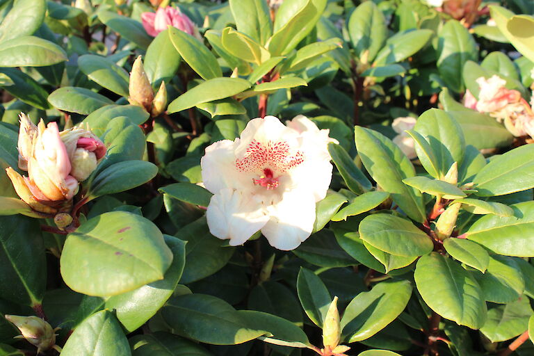 Rhododendron Viscy