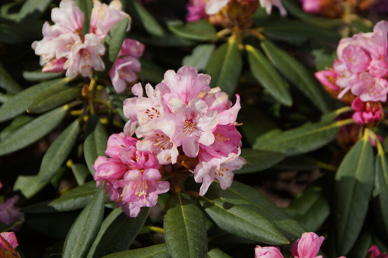 Rhododendron degronianum