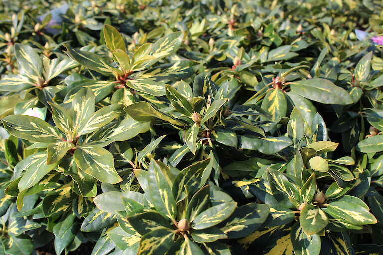 Rhododendron 'Goldflimmer'