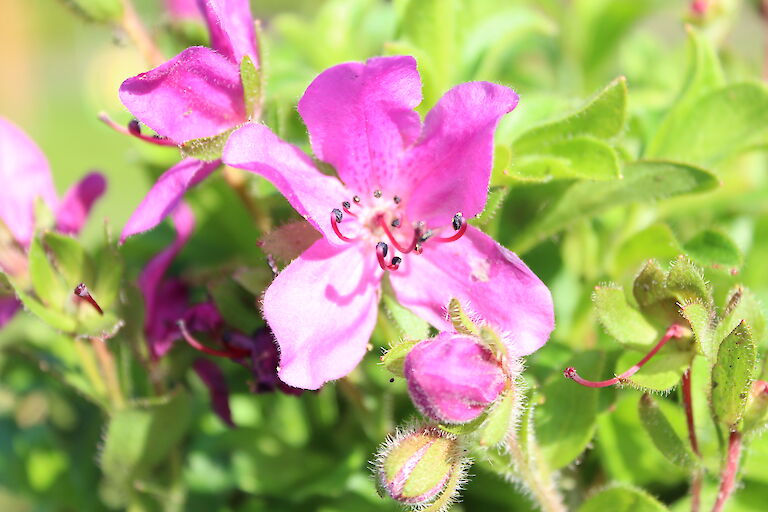 Rhododendron camtschaticum