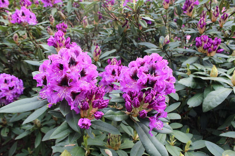 Rhododendron Hybr. 'Blaue Jungs'