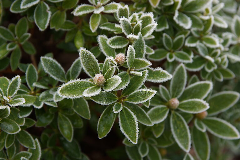 Rhododendron micranthum 'Bloombux' Winter