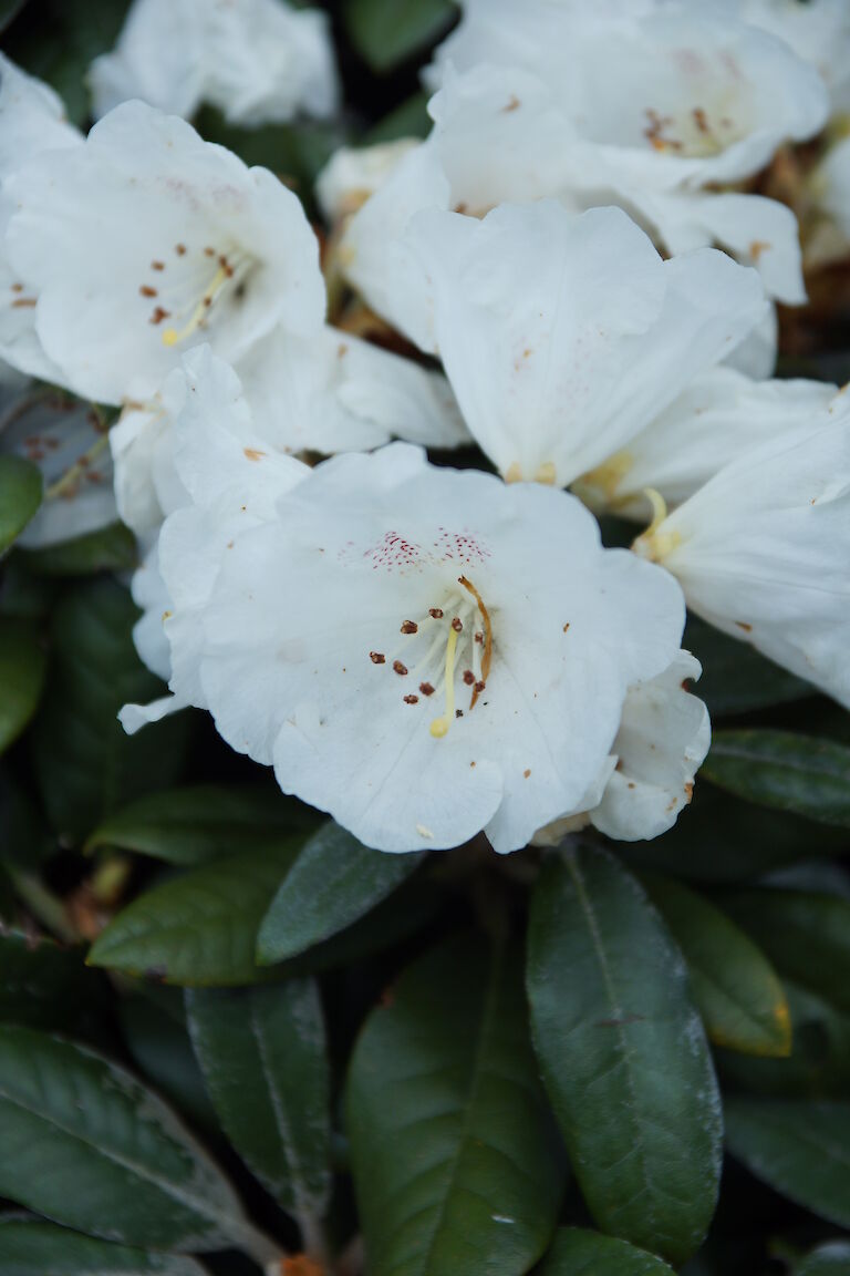 Rhododendron bureavii 'Chocolate Dane'