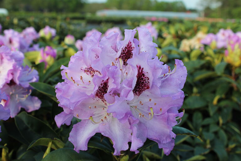 Rhododendron Blue Peter