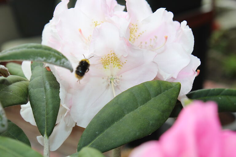 Rhododendron Silverbud Insekt