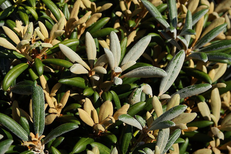 Rhododendron yakushimanum 'F.C.C.'