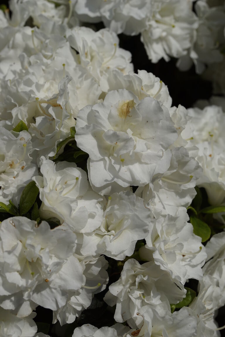 Rhododendron obtusum Schneeperle