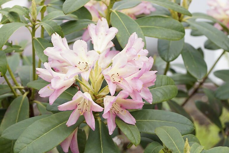 Rhododendron Pivoine