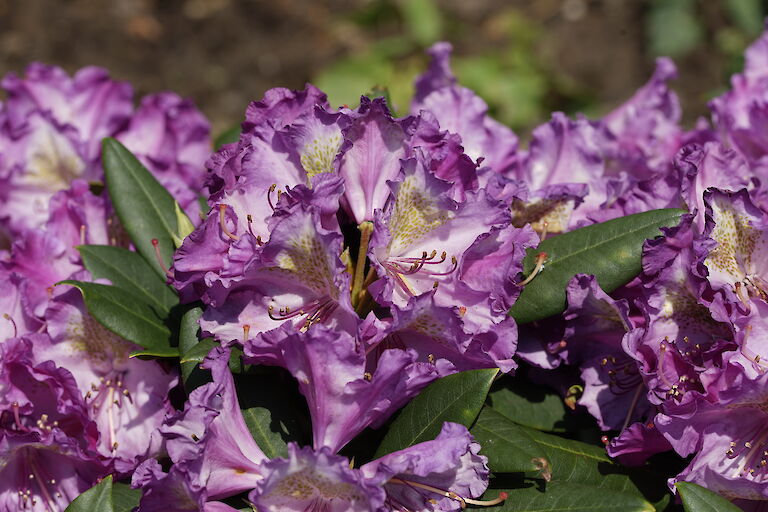 Rhododendron y. Bohlkens Lupinenberg