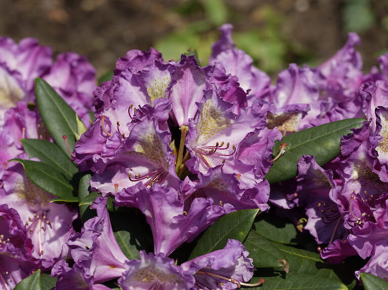 Rhododendron y. Bohlkens Lupinenberg