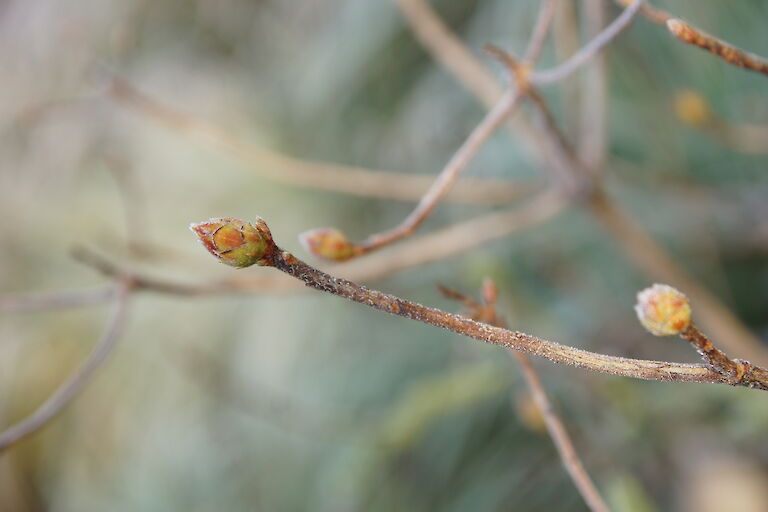 Rhododendron luteum Winter