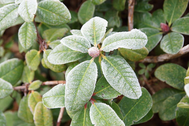 Rhododendron Winter