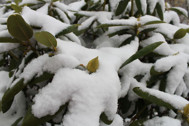 Rhododendron Winter