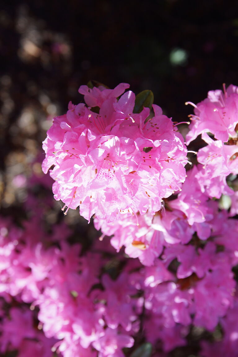 Rhododendron obtusum 'Martine'