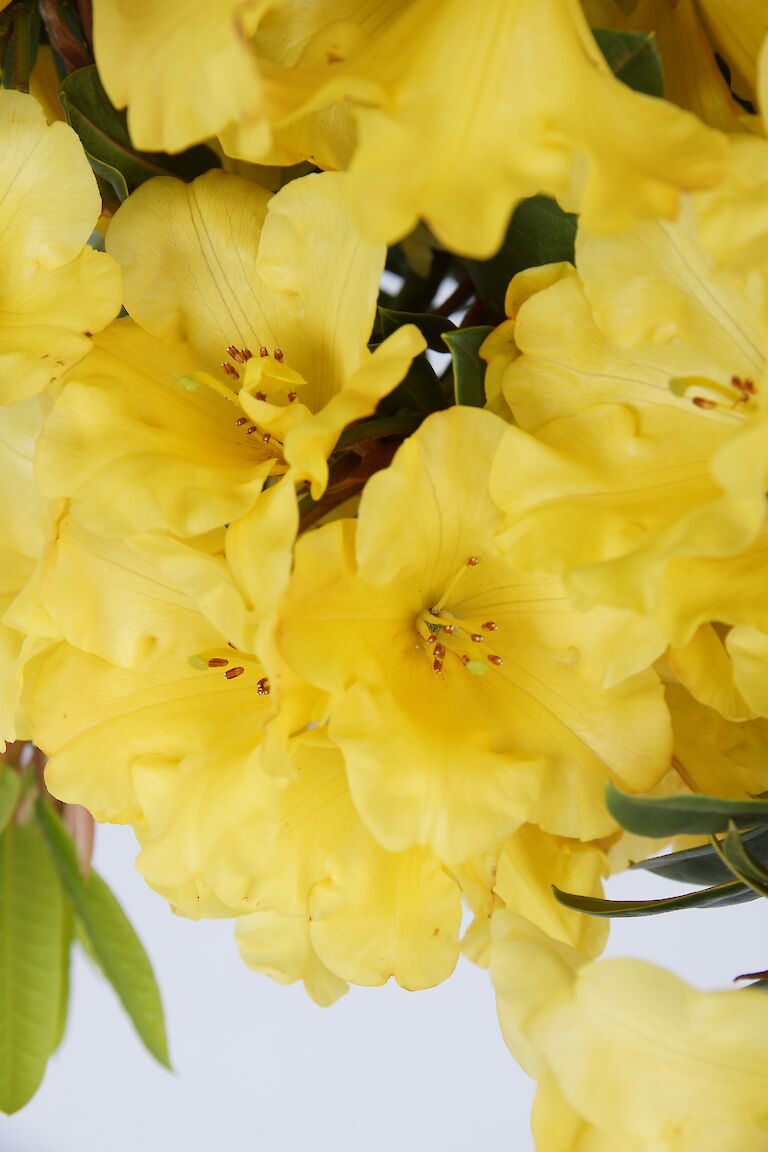 Rhododendron Golden Everest