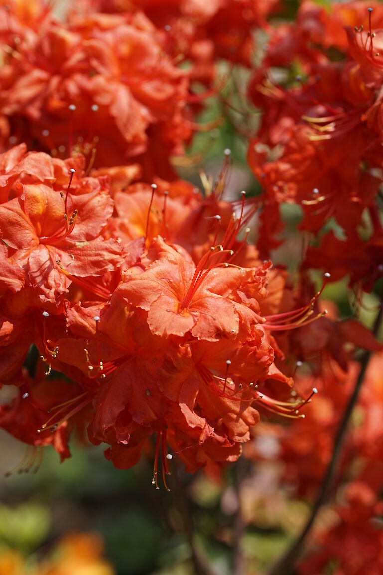 Rhododendron luteum Fireball