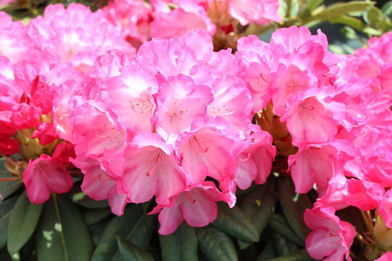 Rhododendron Fantastica