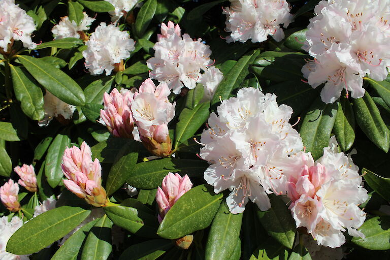 Rhododendron 'Cunninghams White'