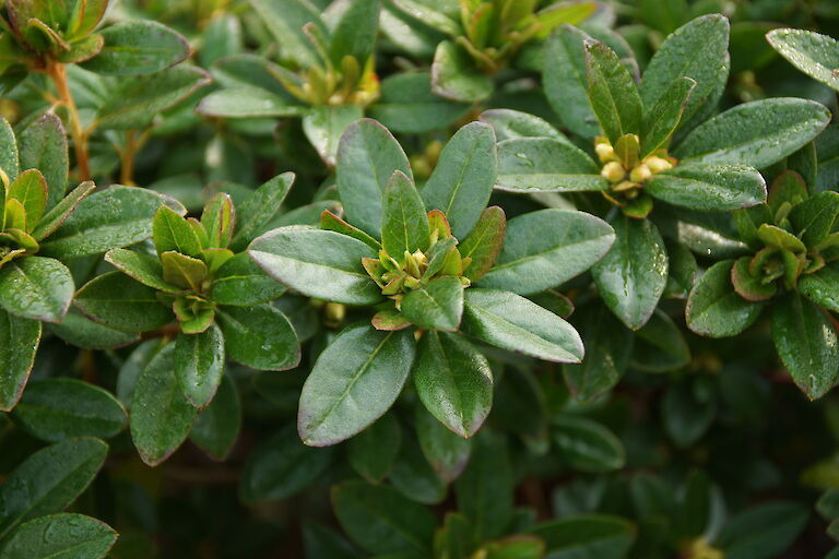 Rhododendron 'Aquamarin'