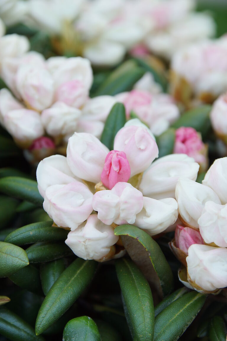 Rhododendron yakushimanum 'Koichiro Wada'