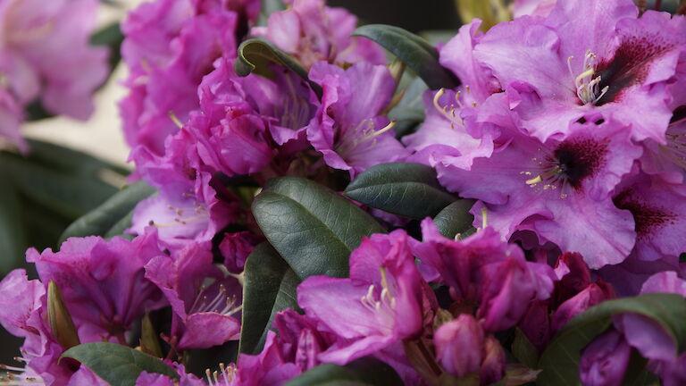 Rhododendron Ornament