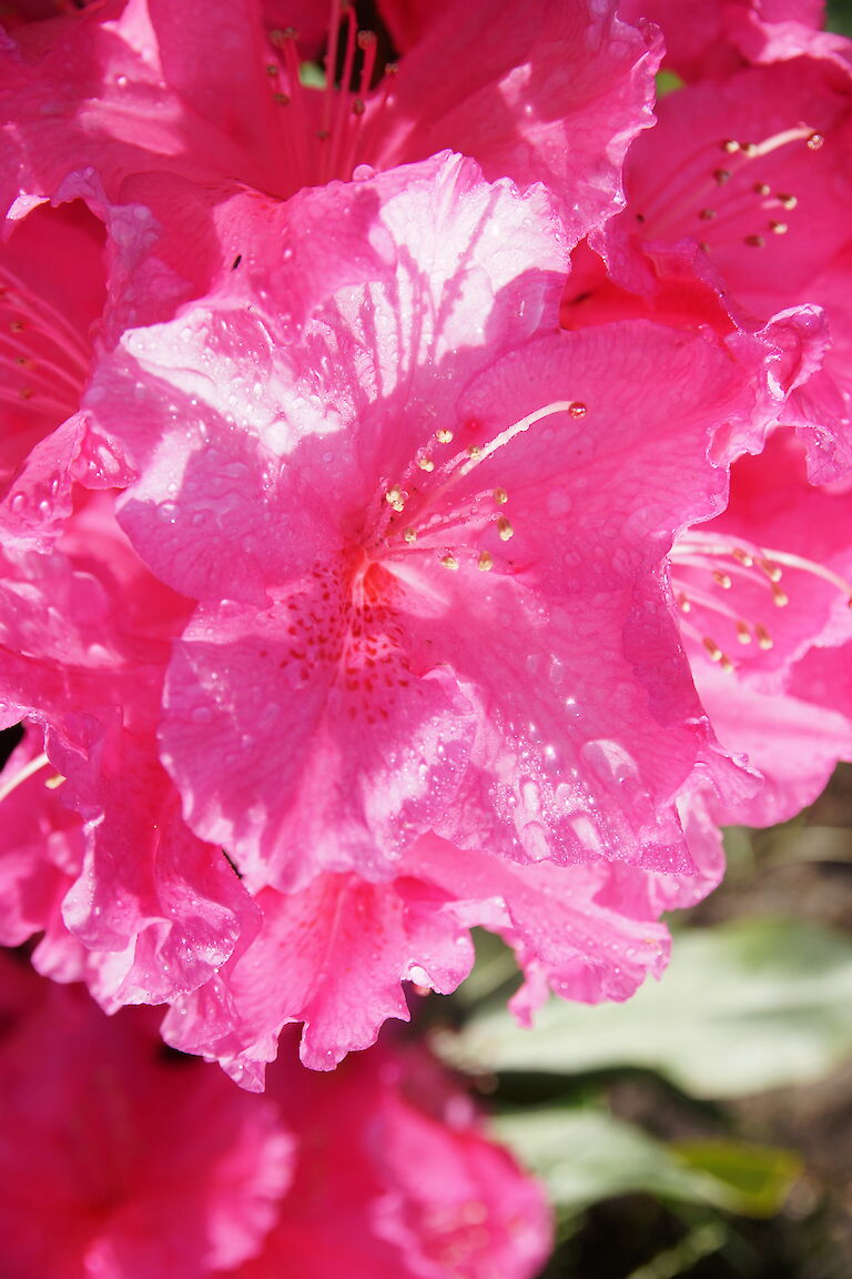 Rhododendron 'Caruso'