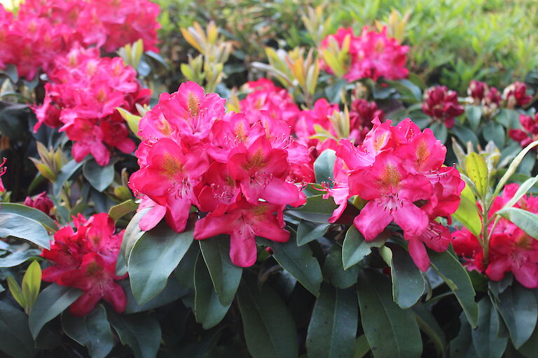 Rhododendron Junifeuer
