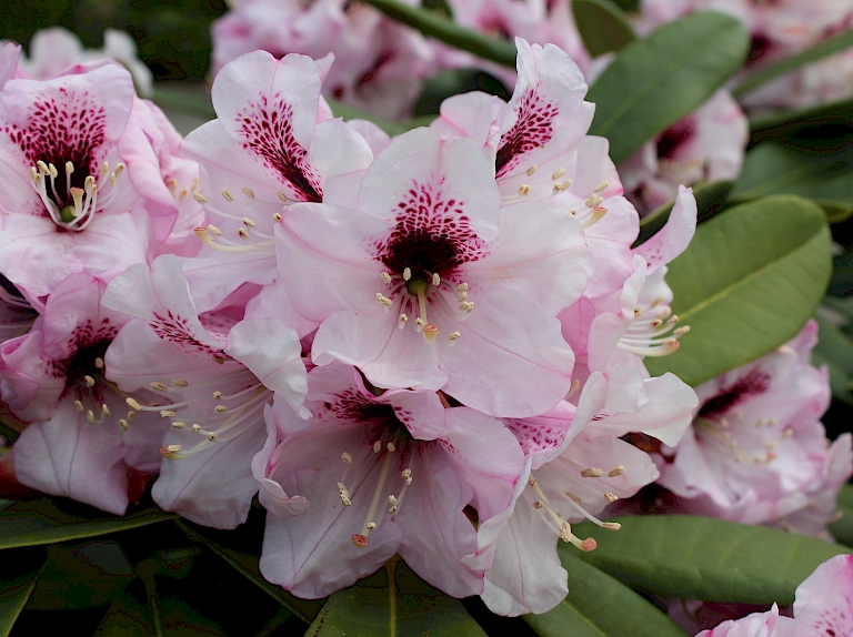 Rhododendron calophyton Sarasto