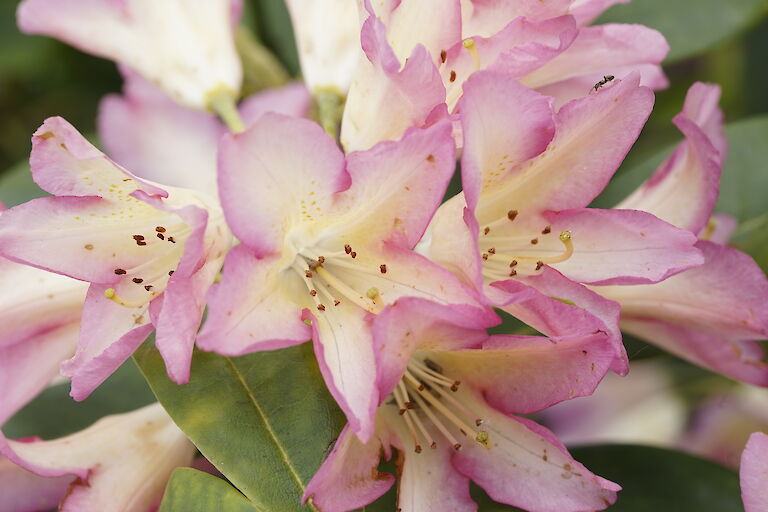 Rhododendron Pivoine