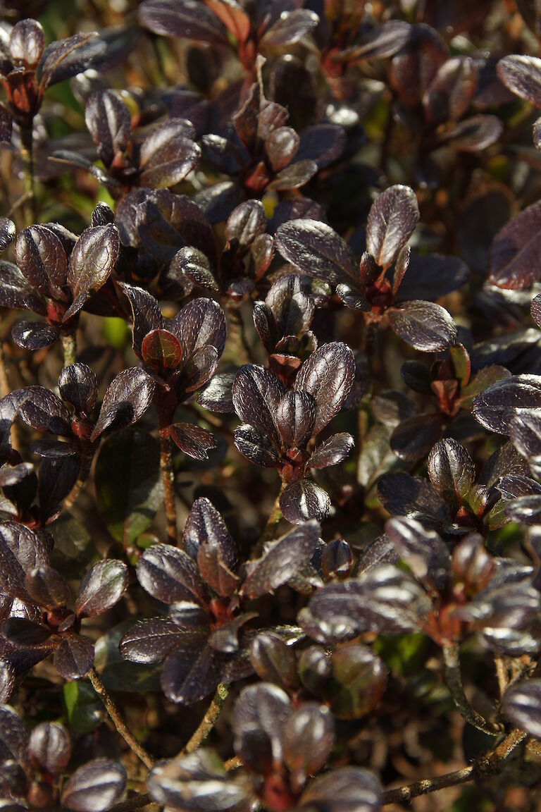 Azalea japonica 'Rokkoko'