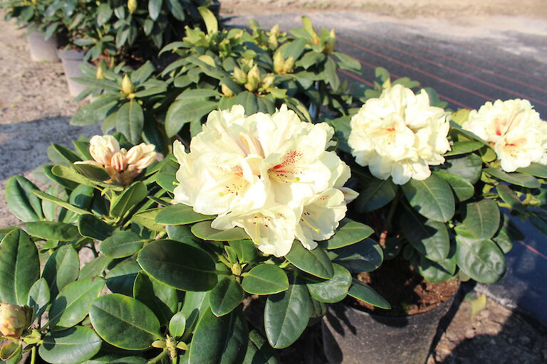 Rhododendron Goldbukett