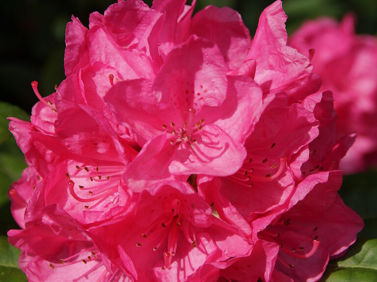 Rhododendron Homer