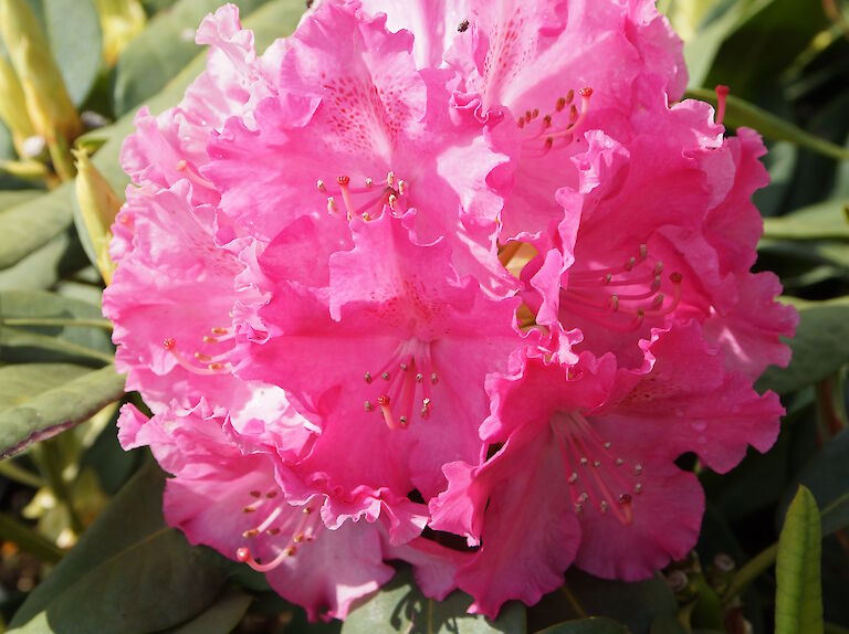 Rhododendron Germania