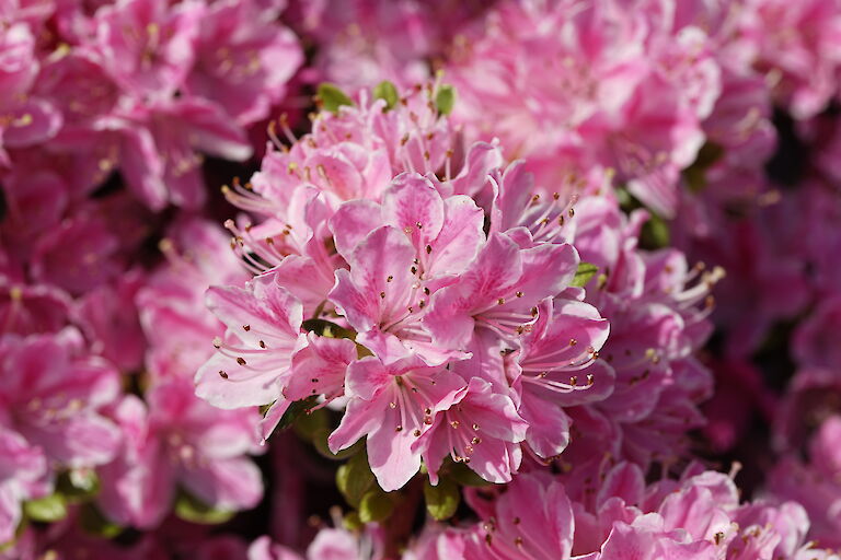 Rhododendron obtusum Kermesina Rose