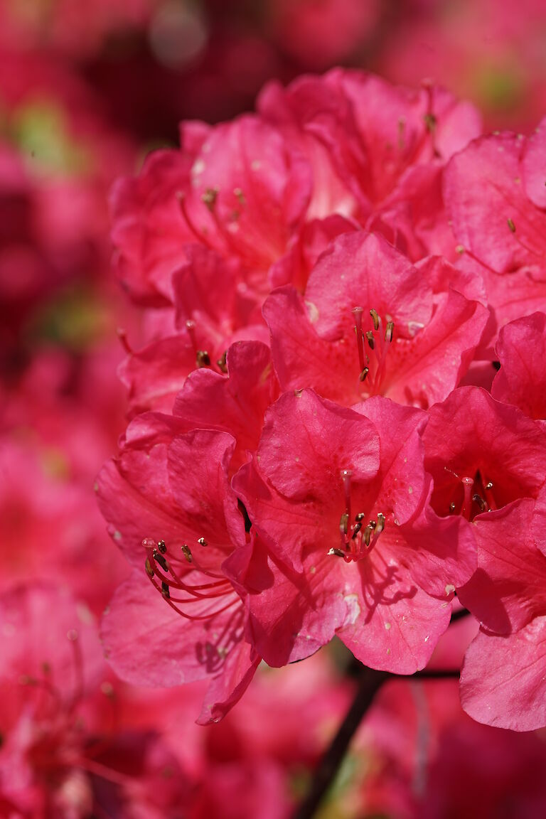 Rhododendron obtusum Allotria