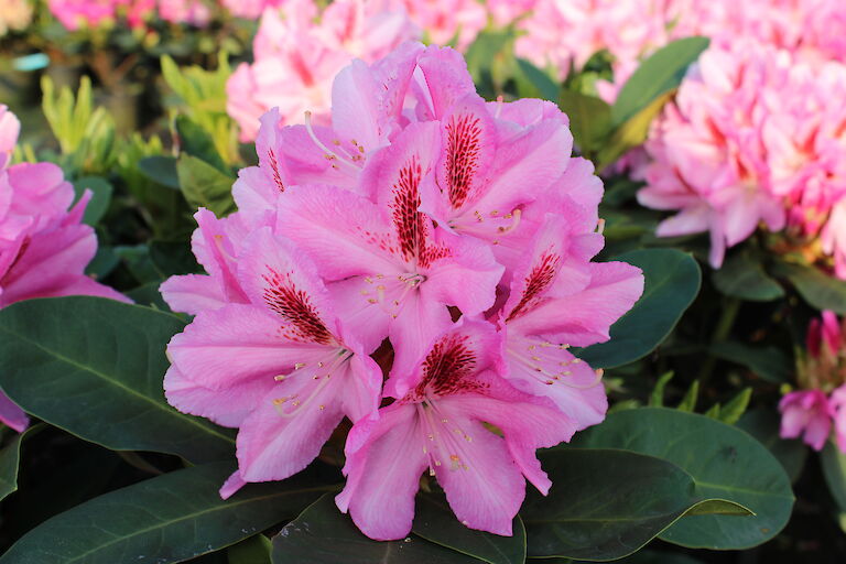 Rhododendron Furnivalls Daughter