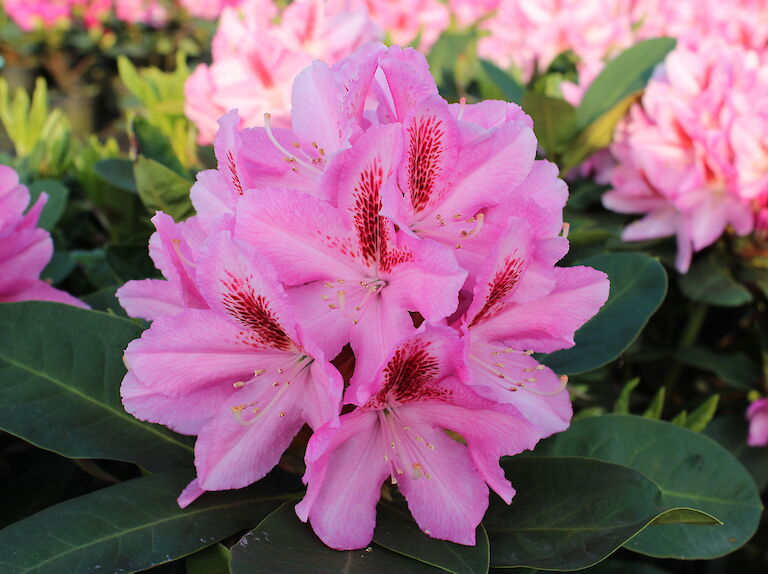 Rhododendron Furnivalls Daughter