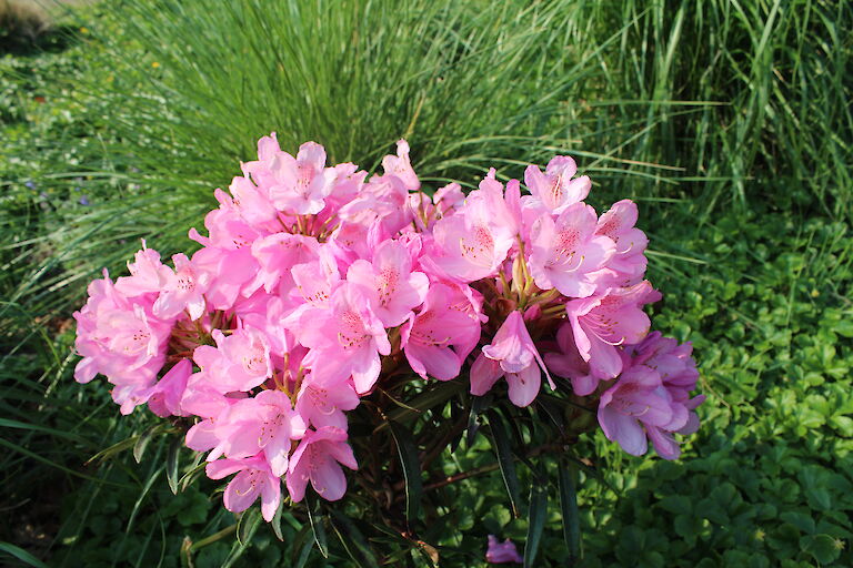 Rhododendron 'Graziella'