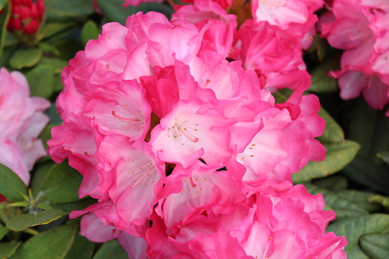 Rhododendron Fantastica