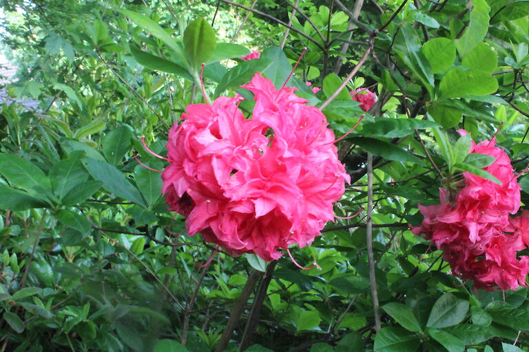 Rhododendron luteum Homebush