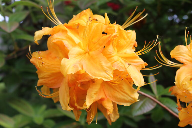 Rhododendron luteum Klondyke