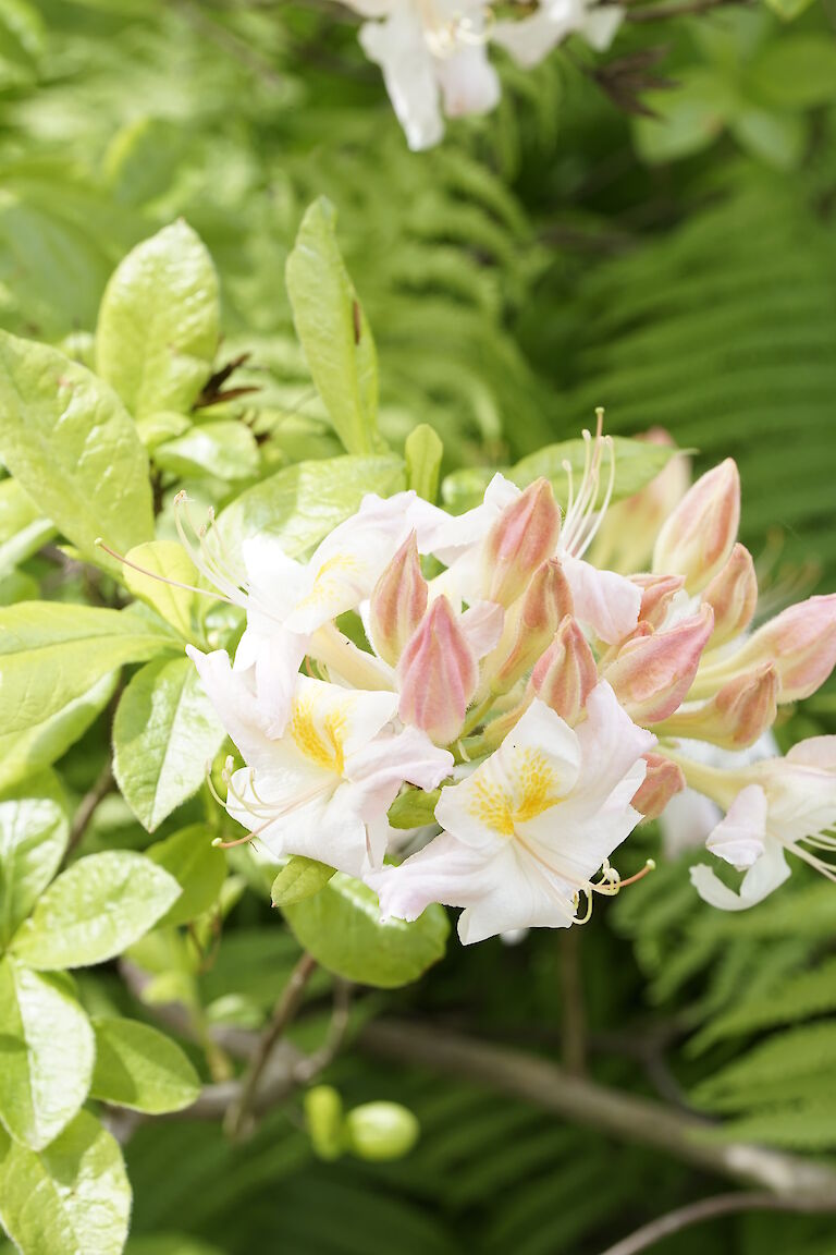 Rhododendron luteum weißgelb