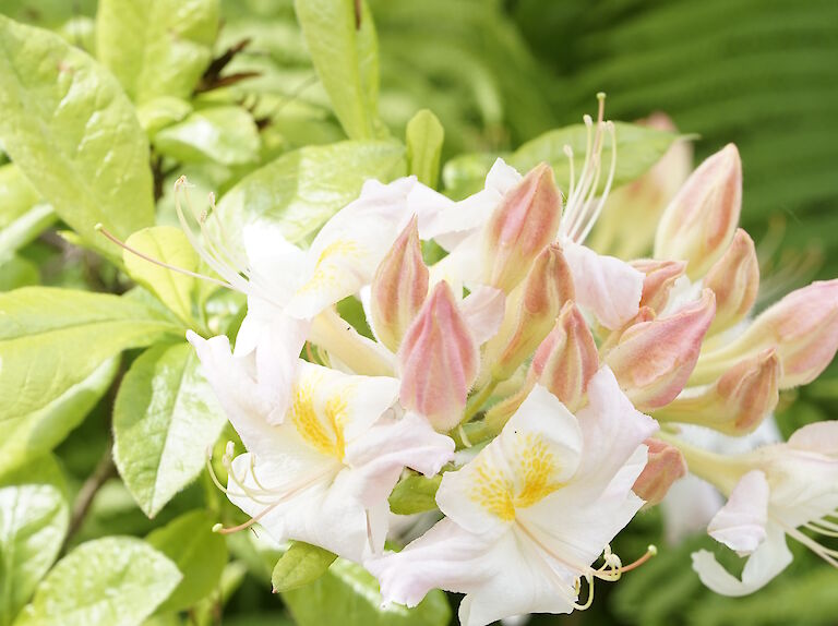 Rhododendron luteum weißgelb