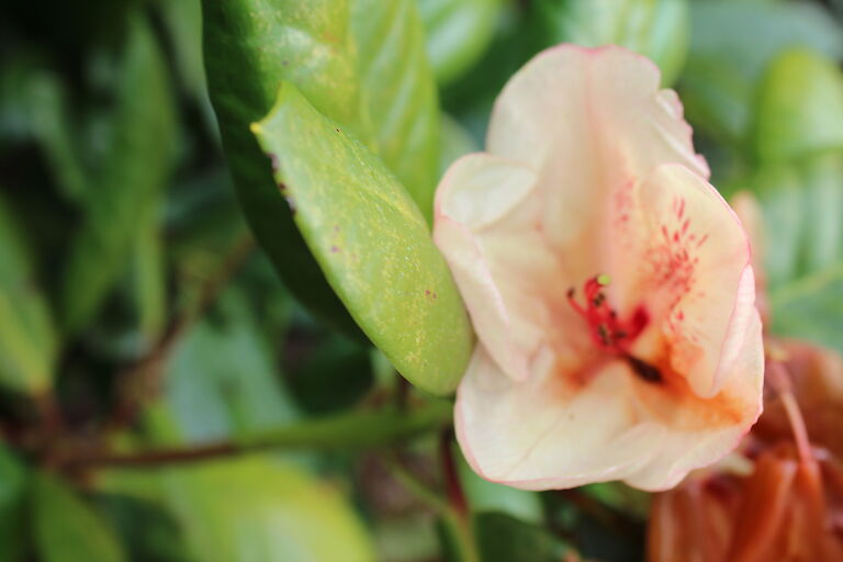 Rhododendron Viscy