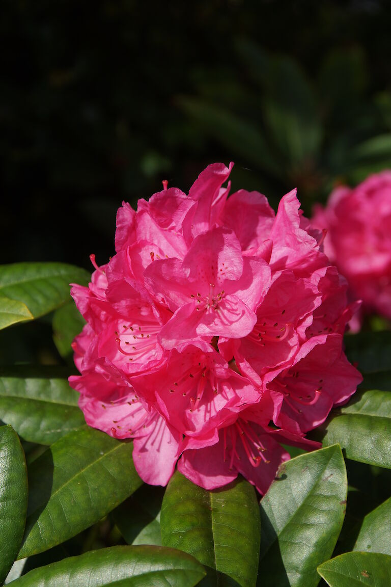 Rhododendron Homer