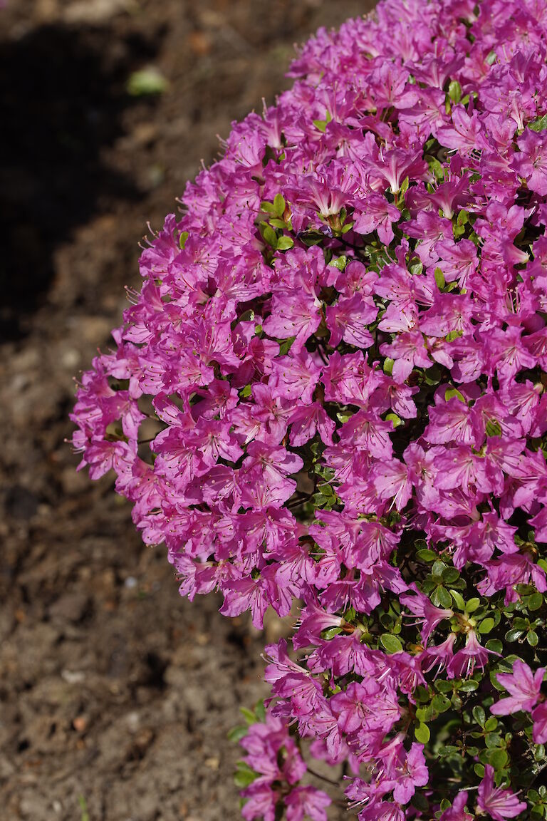 Rhododendron obtusum Diamant Purpur