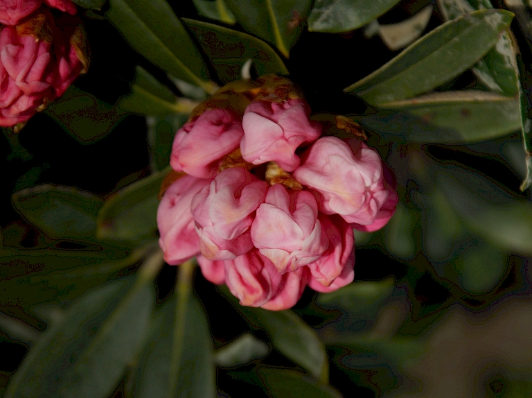  Rhododendron pachysanthum 'Silbervelours'