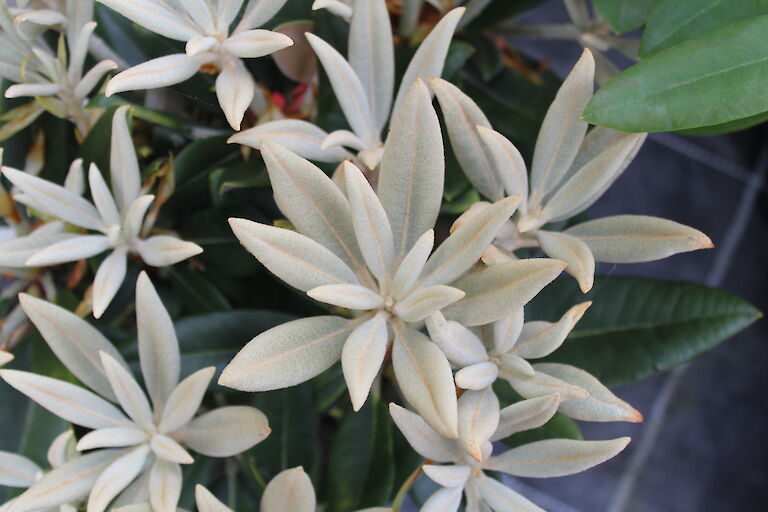 Rhododendron yakushimanum Blatt