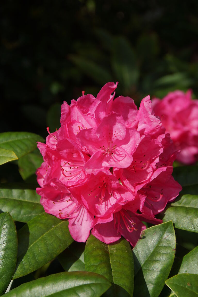 Rhododendron Homer